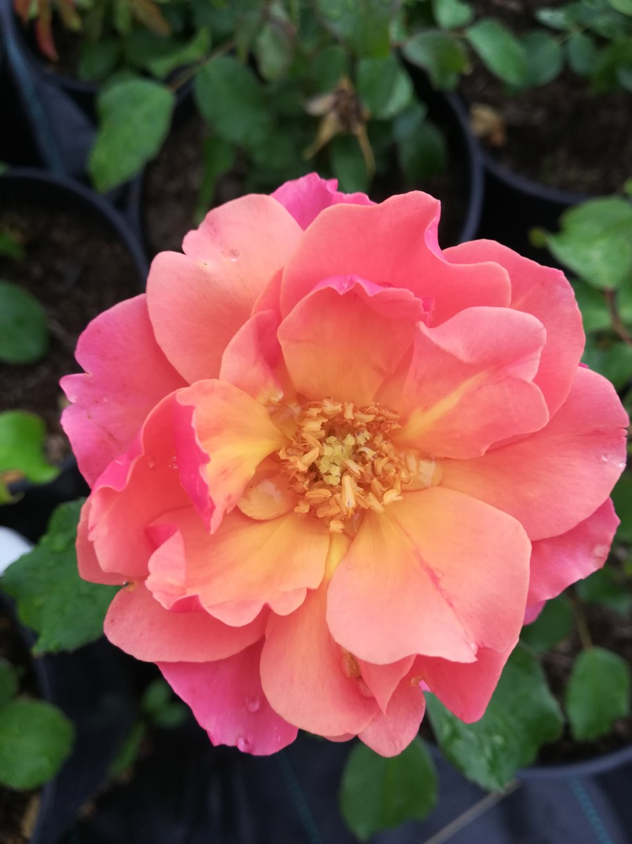 Роза Жан Кокто сочетание и Барбарис