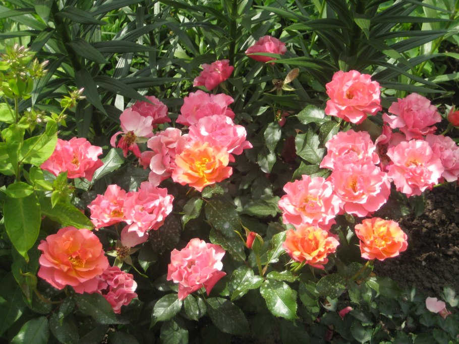 Роза Мейян грандифлора Жан Кокто'