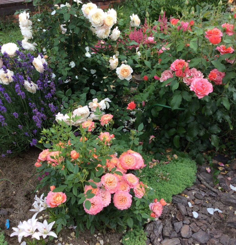 Мишель Мейланд роза энциклопедия