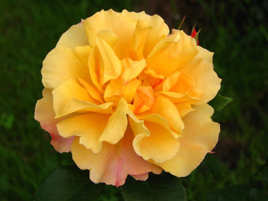 Роза коралловая флорибунда