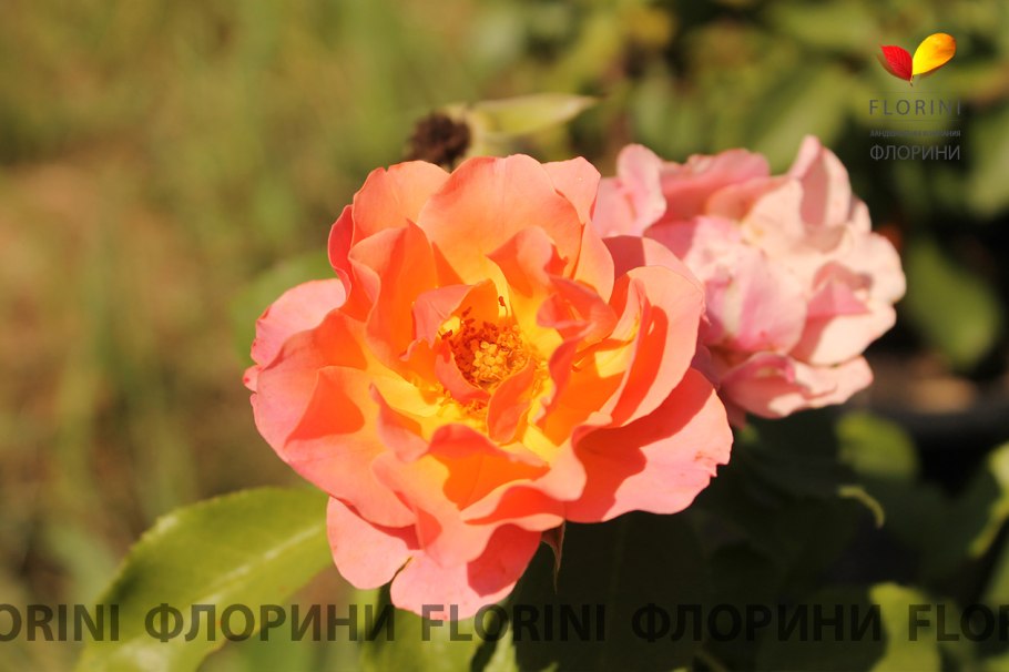 Роза Парковая Морден Санрайз