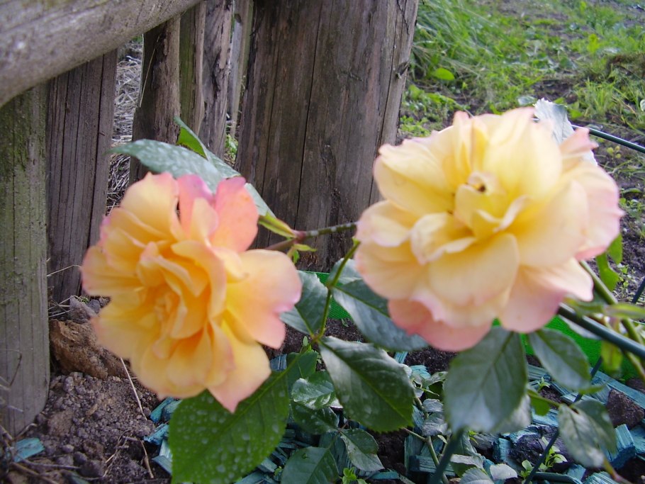 Штамбовая роза Жан Кокто