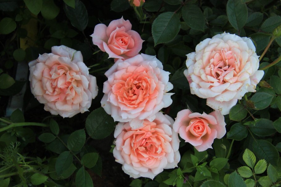 Роза Джо Кокто фото