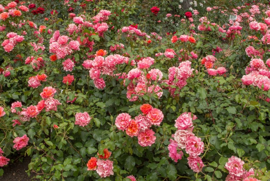 Роза Жан Кокто роза