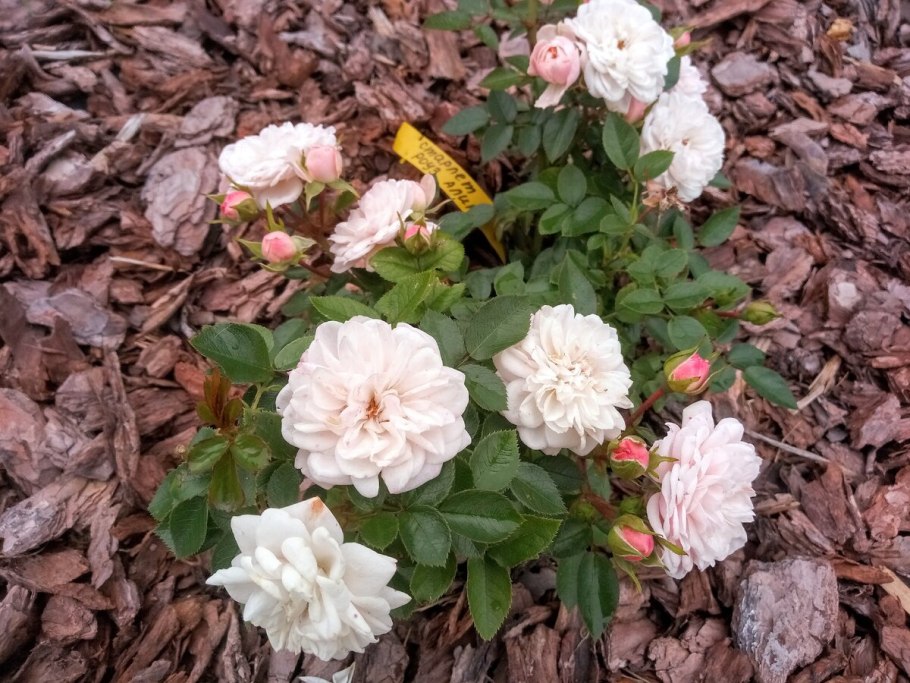 Роза Жан Кокто сочетание и Барбарис