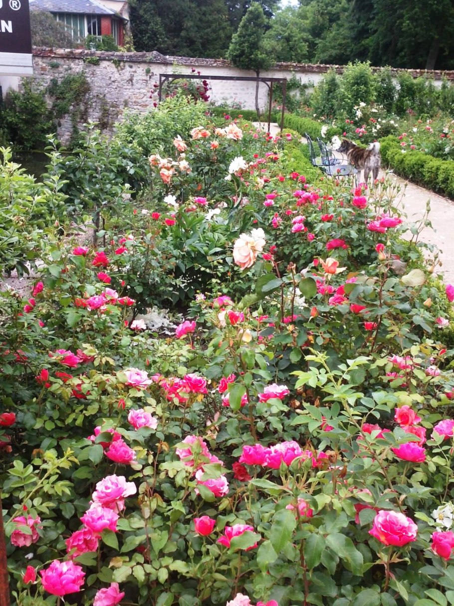 Роза дримстим