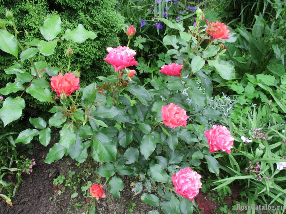 Роза Сэлмон Сенсейшн флорибунда