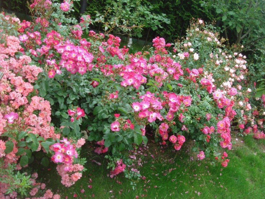 Мускусная роза ЛИОЛА