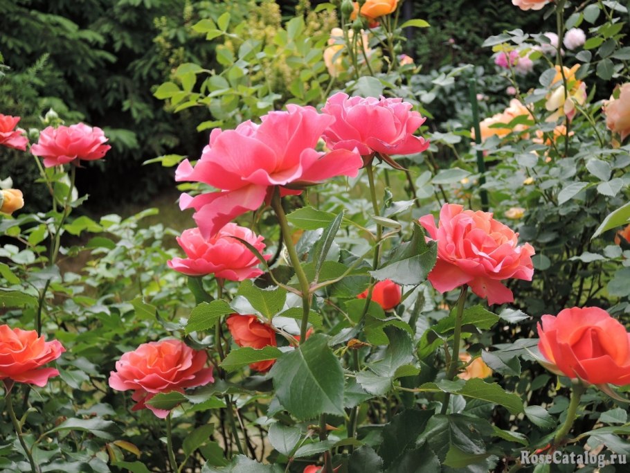 Роза флорибунда Коко Локо