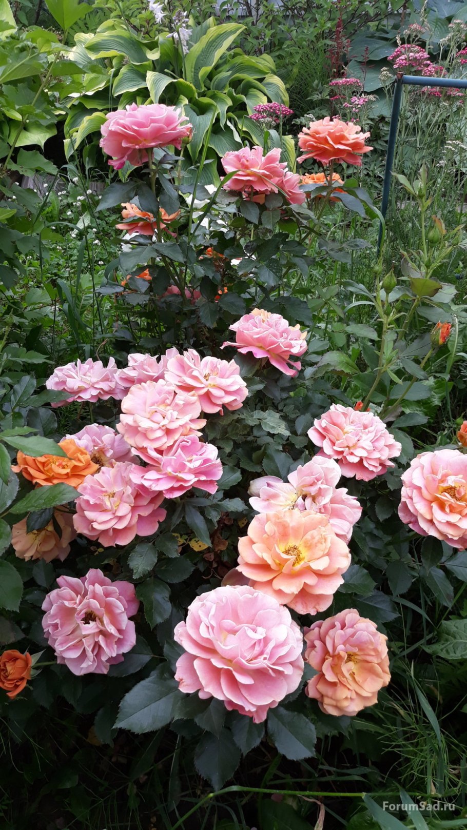 Флорибунда Жан Кокто