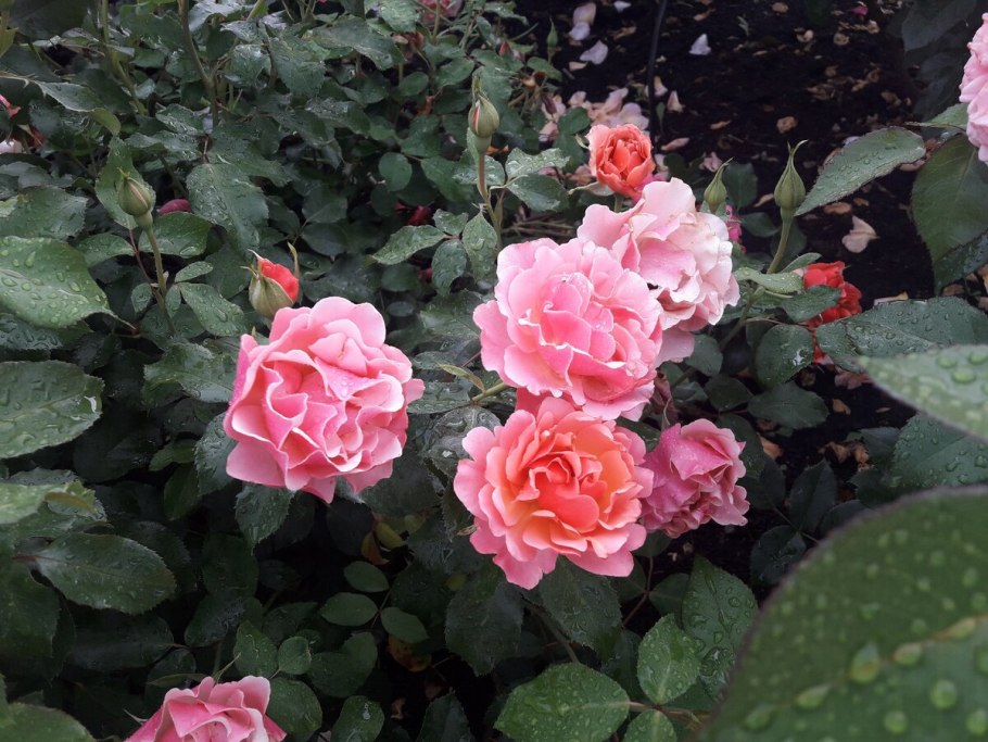 Роза Вильям Кокто фото и описание отзывы описание