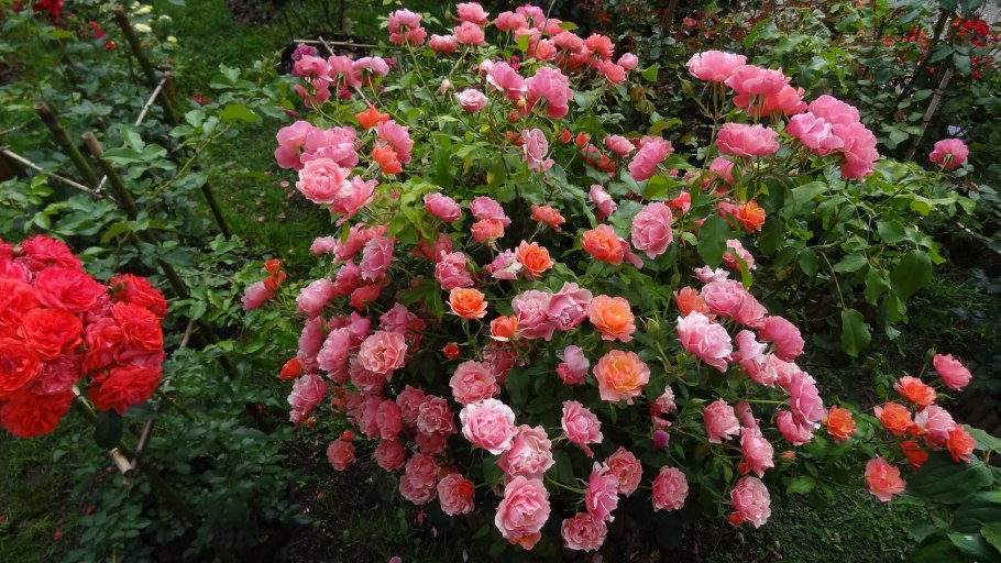 Роза флорибунда Jean Cocteau