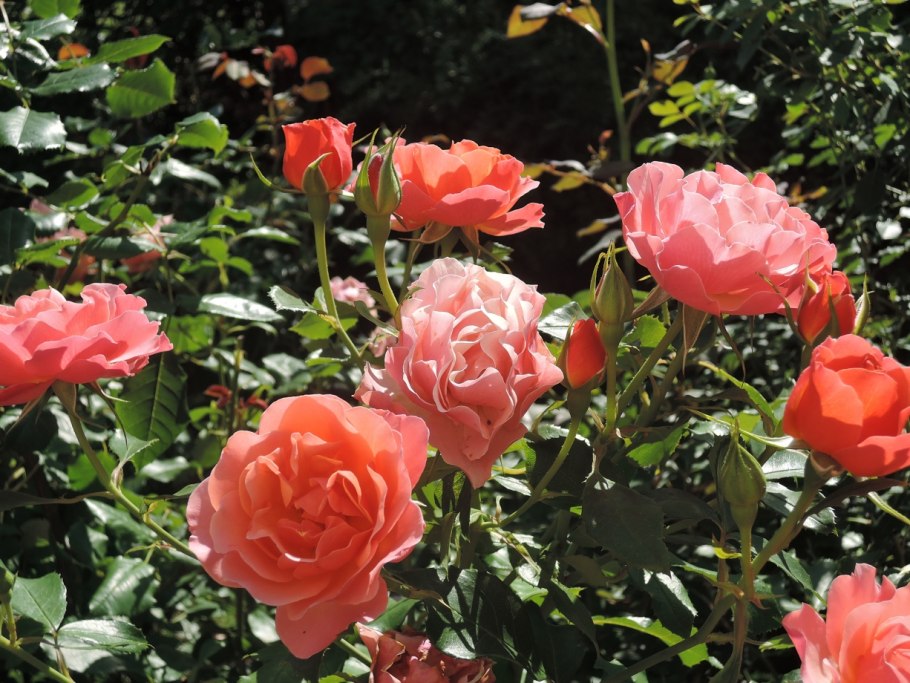 Роза флорибунда Жан Кокто (Jean Cocteau)