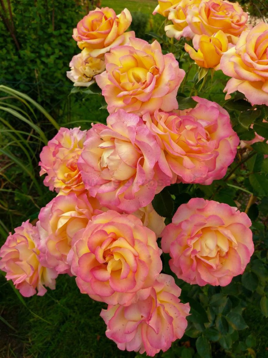 Катрин роза флорибунда