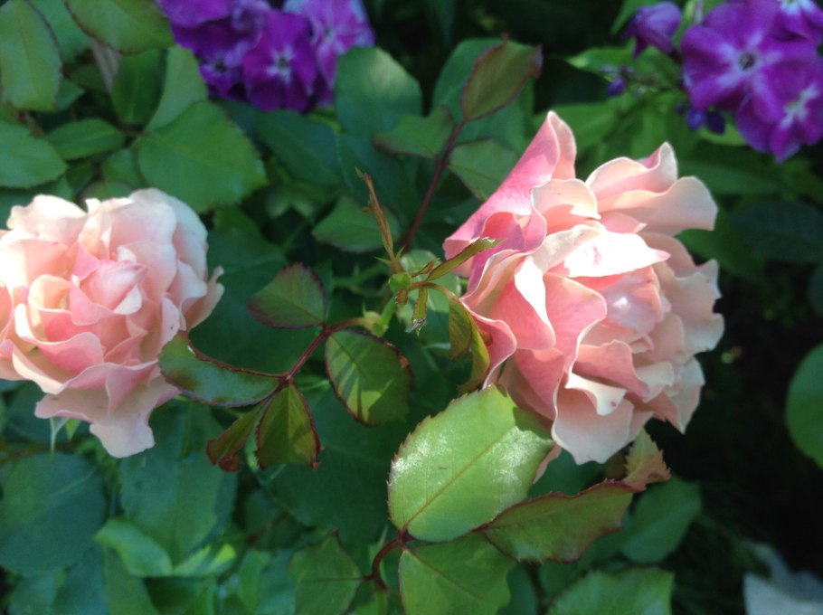 Роза флорибунда Жан Кокто