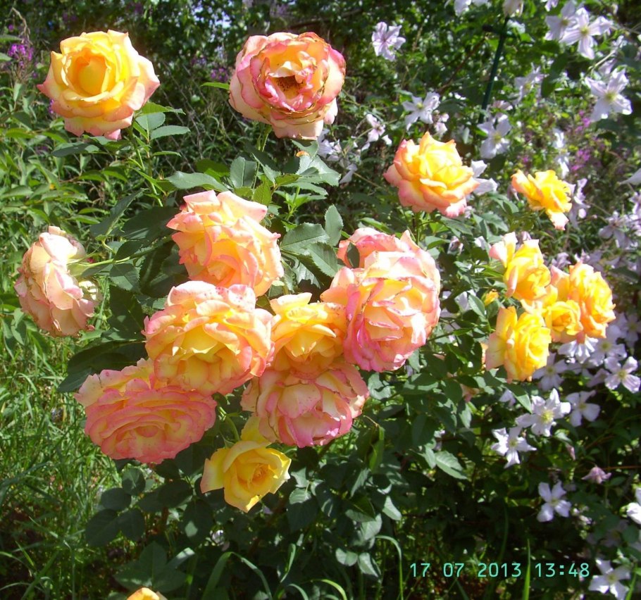 Morden Sunrise роза