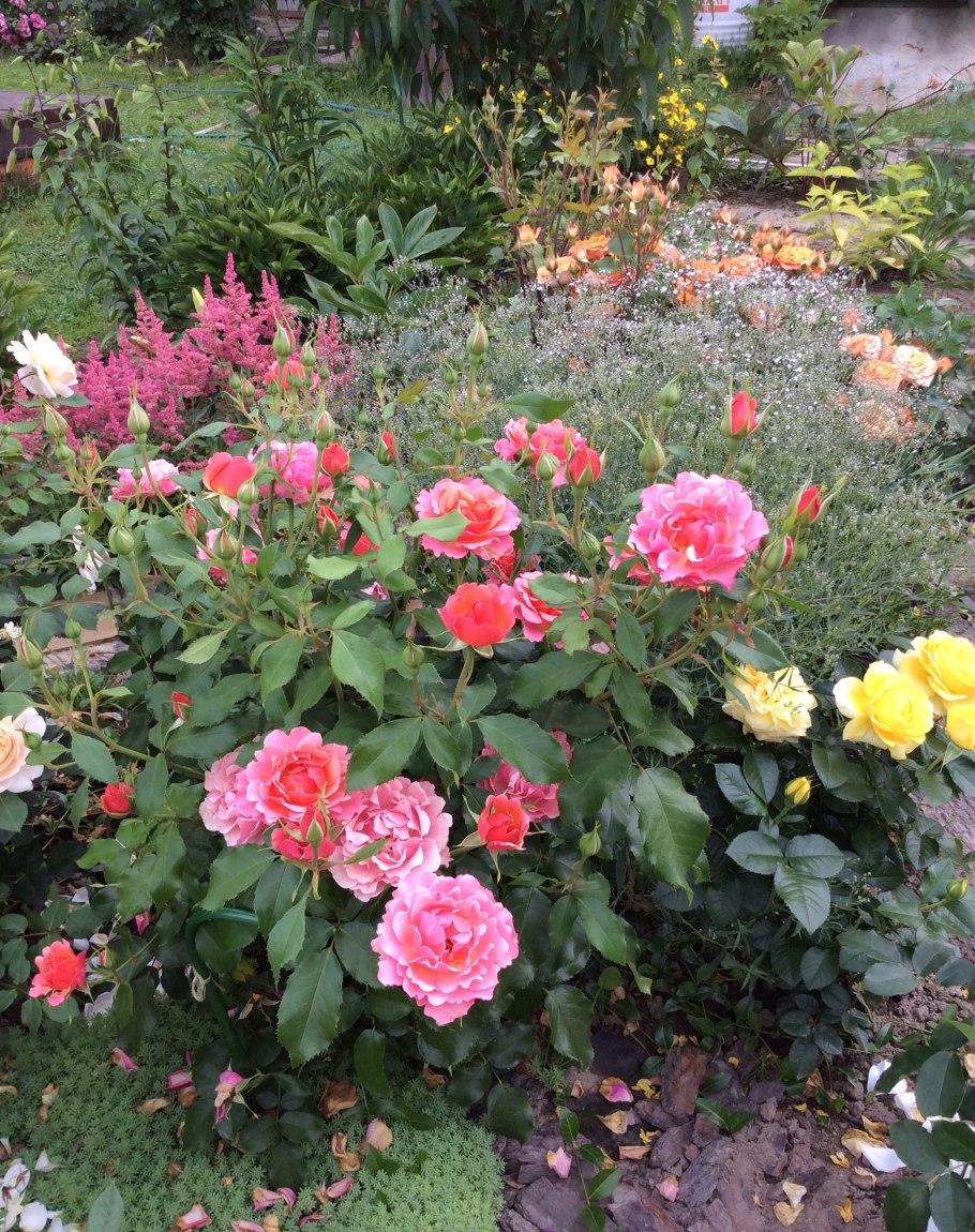 Жан Кокто Jean Cocteau роза