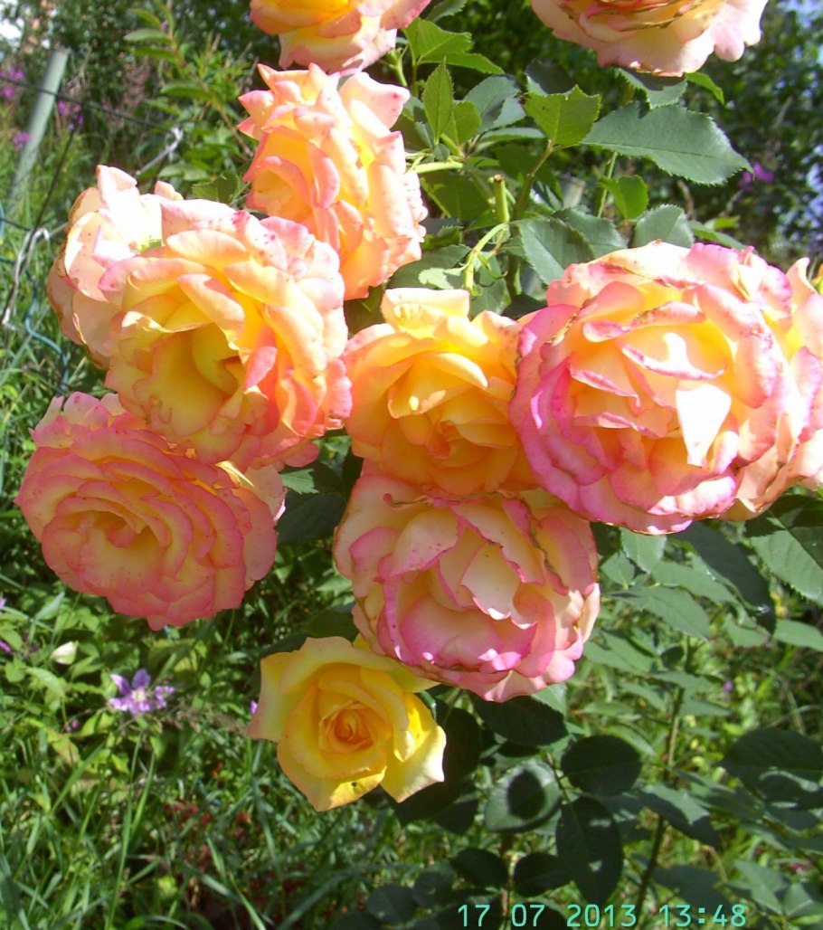 Augusta Luise роза штамбовая