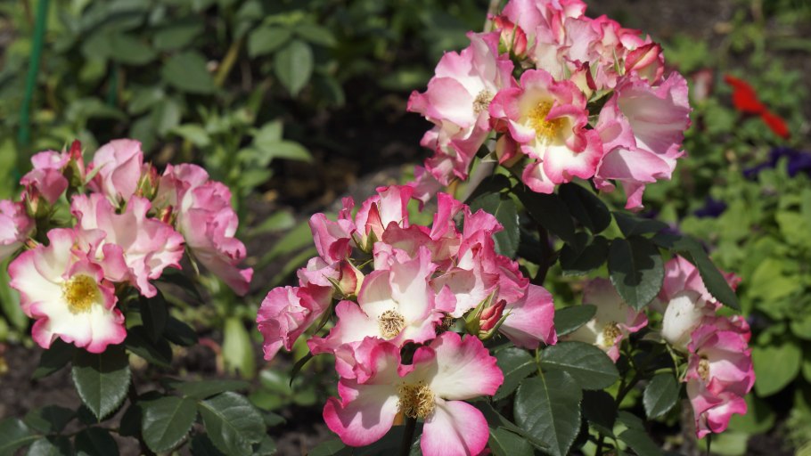 Роза Жан Жионо