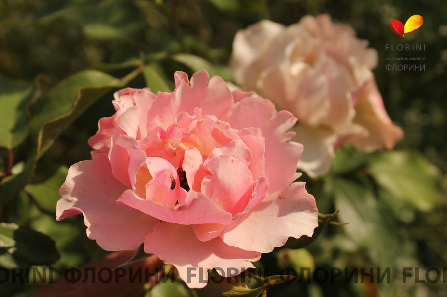 Роза Жан Кокто на штамбе