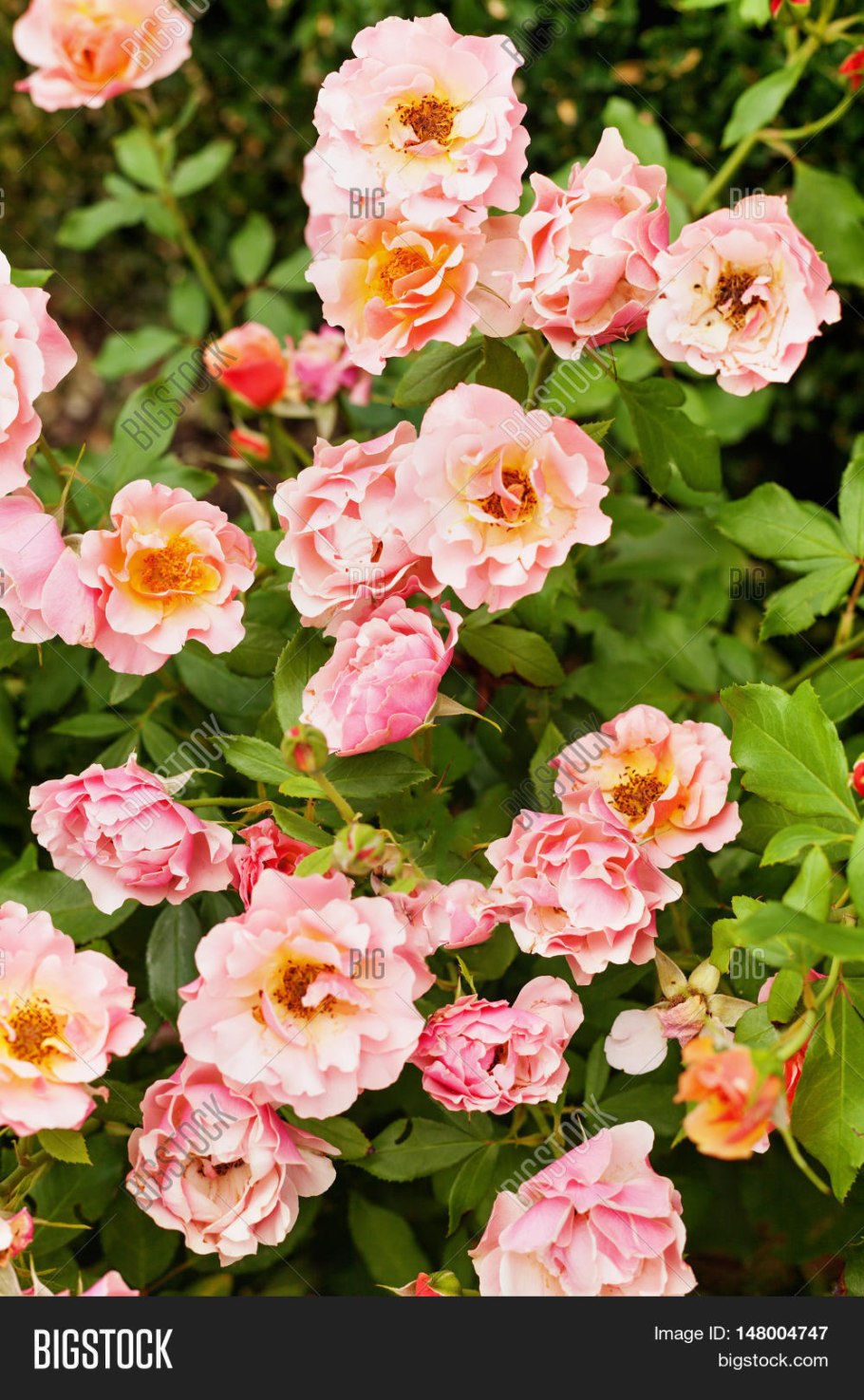 Роза текила Голден