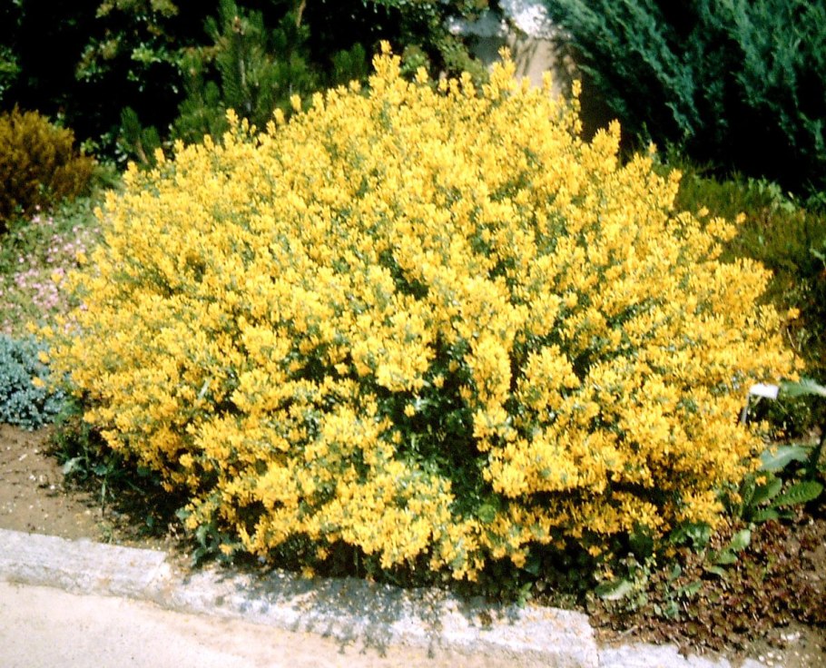 Genista tinctoria
