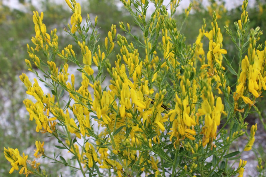 Дрок красильный атлас