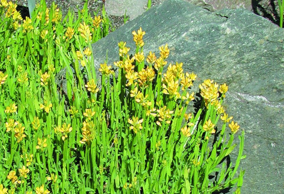 Дрок беловатый