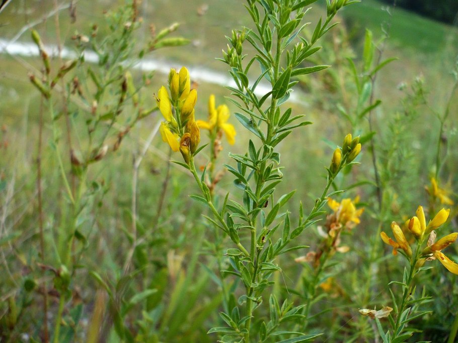 Дрок лидийский кустарник