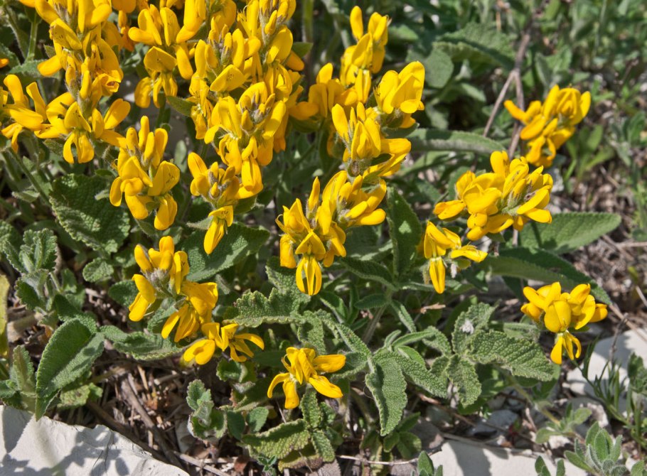 Дрок Сванетский