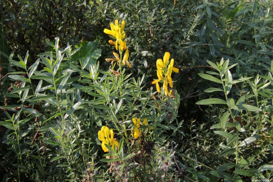 Дрок красильный (Genista tinctoria)