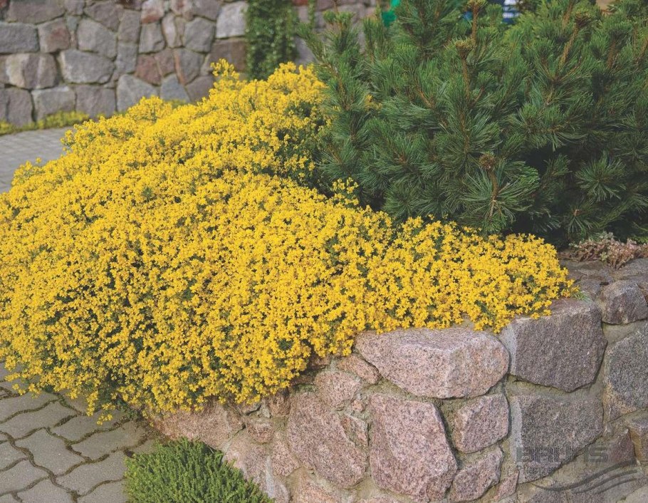 Дрок лидийский