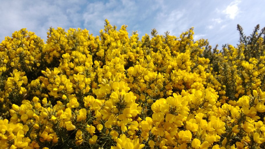 Степной кустарник Дрок