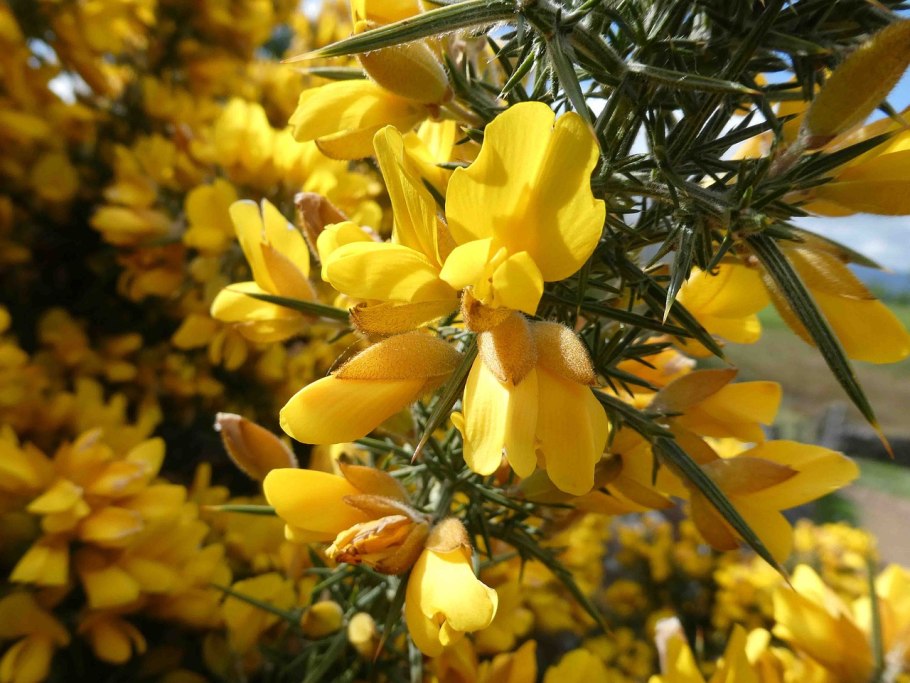 Genista tinctoria