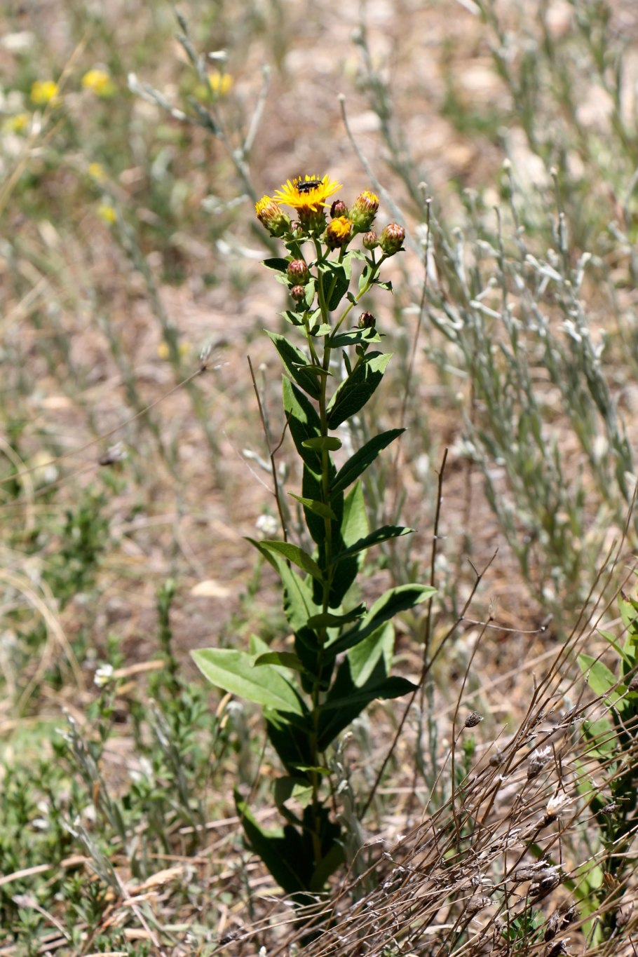 Лекарственные травы цветущие в июне