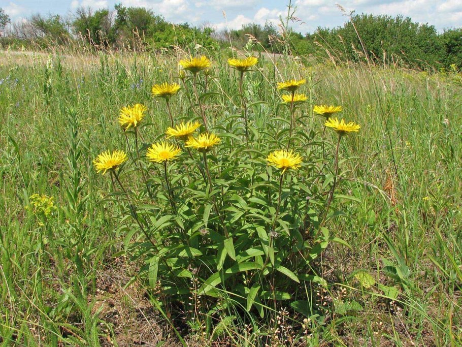Девясил Сибирский Луговой