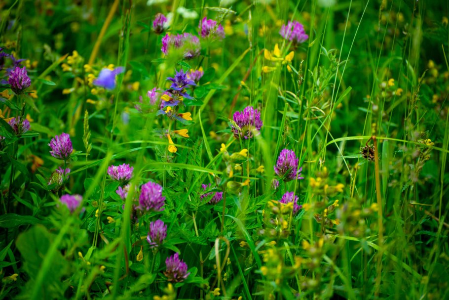 Таежное разнотравье