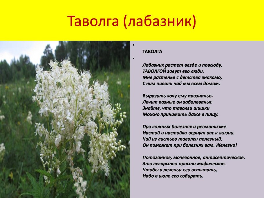 Таволга описание