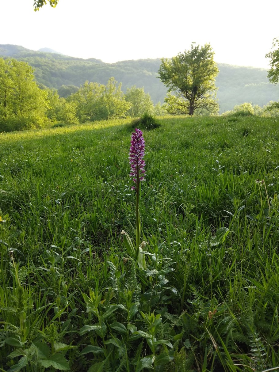 Ятрышник лечебные