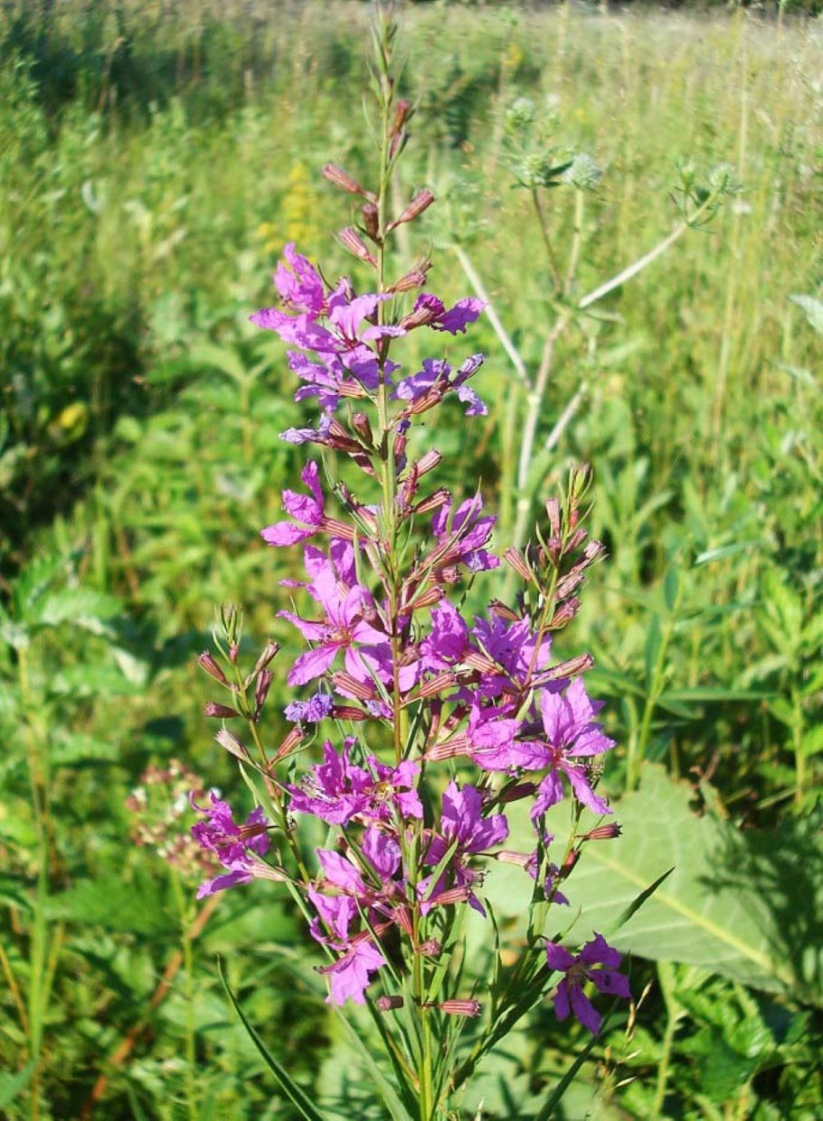 Иван-чай Фляйшера кипрей Фляйшера