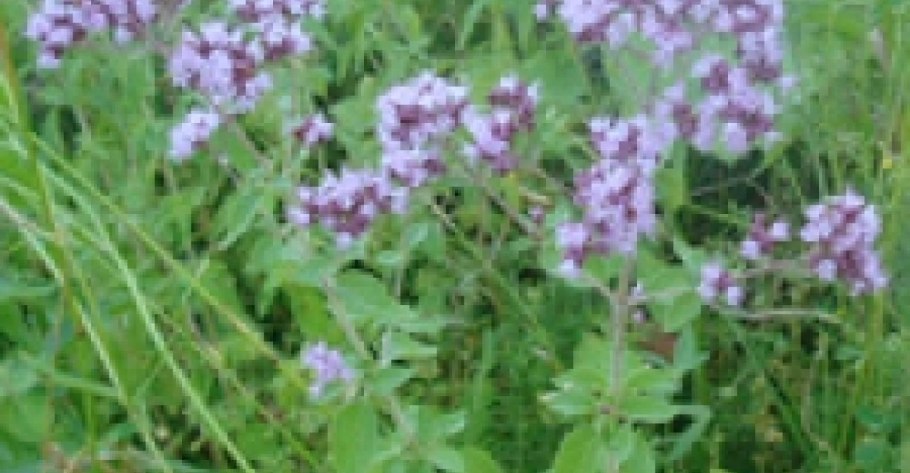 Лесная мята душица