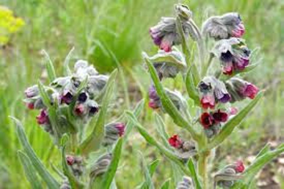 Чернокорень Крысогон