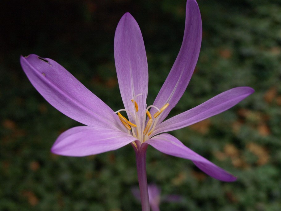 Безвременник Pleniflorum