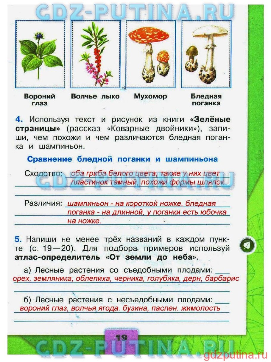 Зелёные строницы коварные двойники