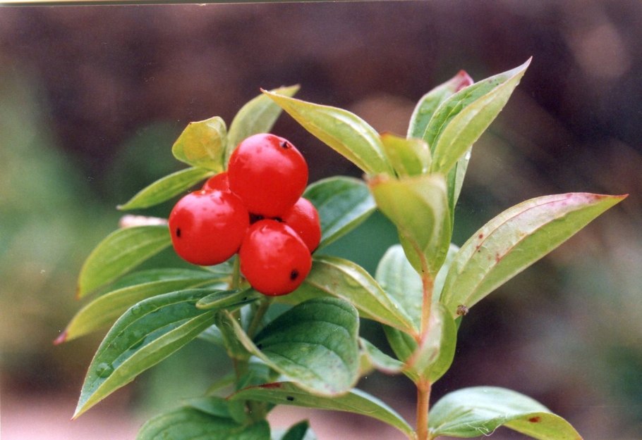 Cornus suecica дерен шведский