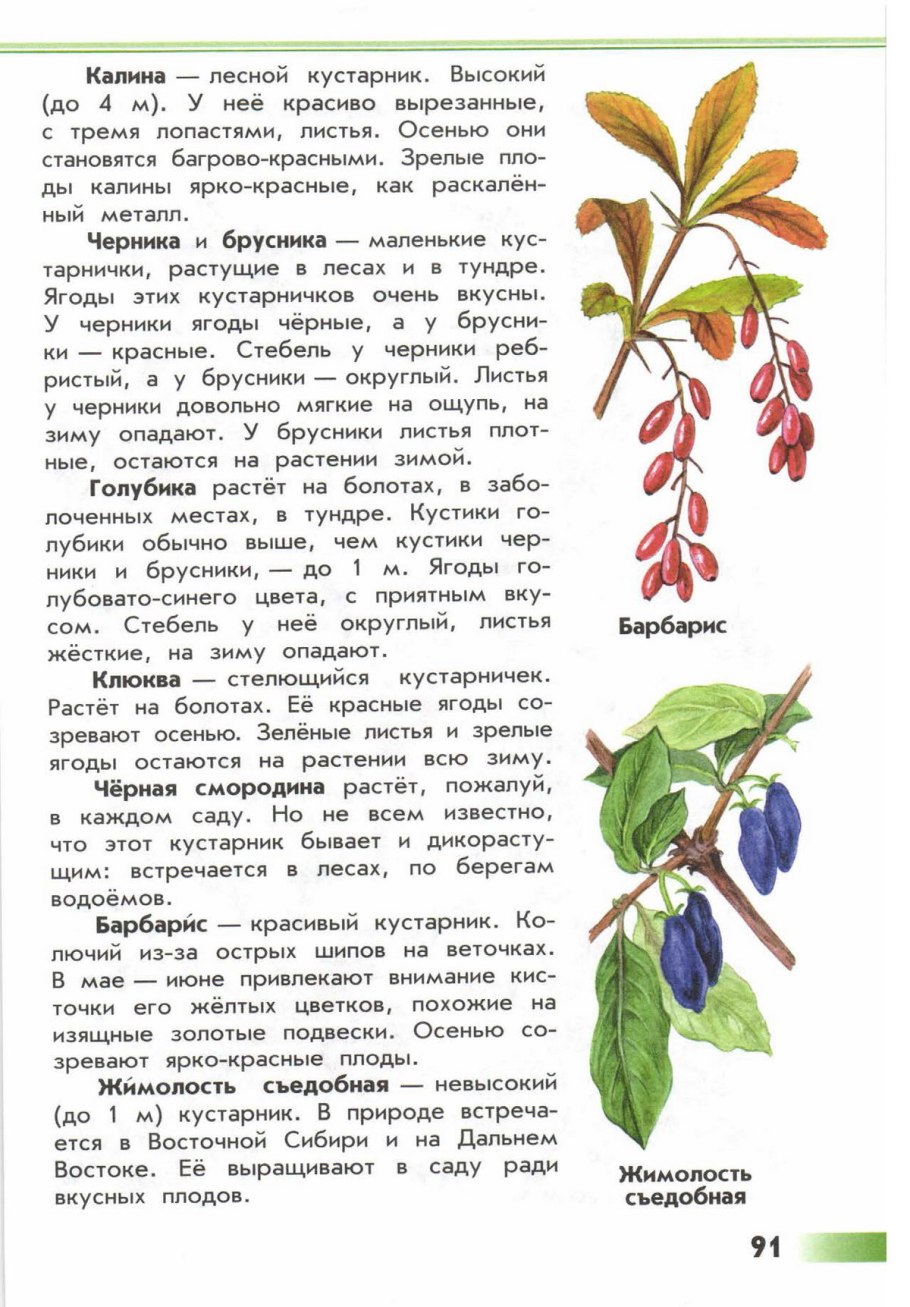 Атлас определитель от земли до неба кустарники