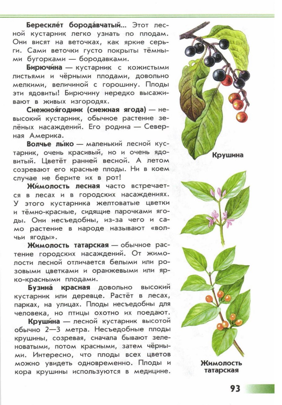 Атлас определитель кустарники с несъедобными