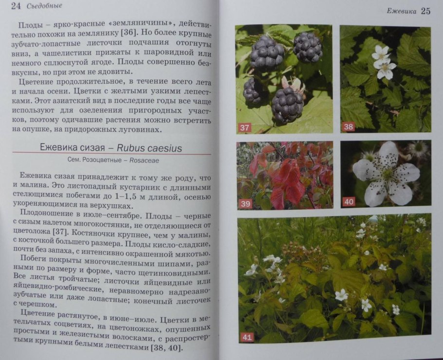 Атлас-определитель Лесные ягоды съедобные