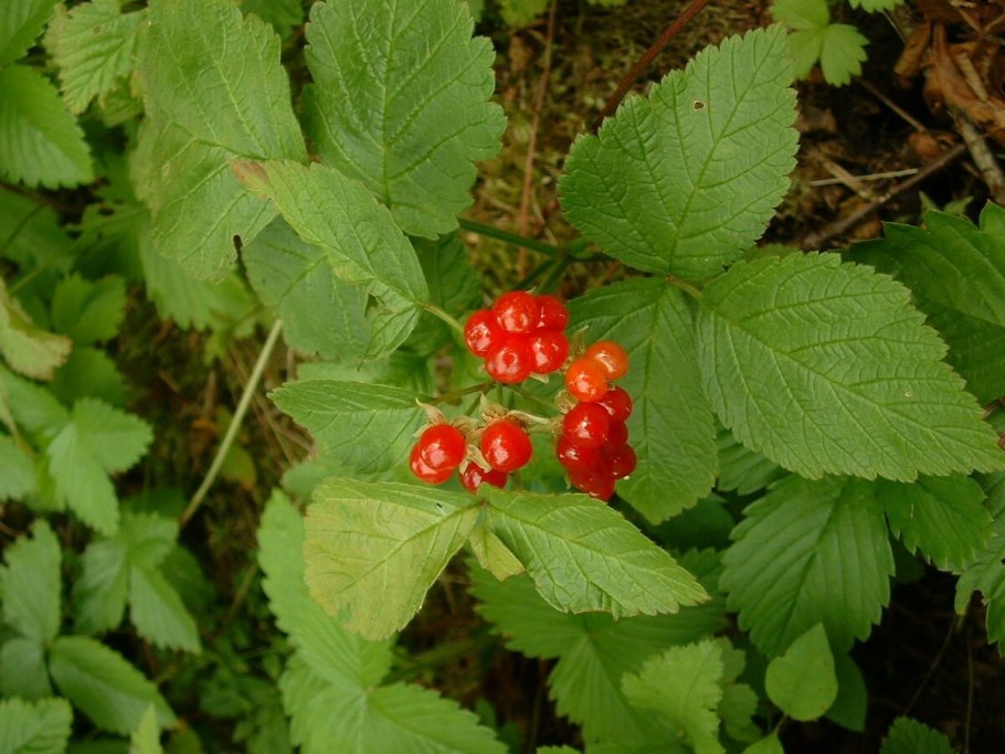 Rubus saxatilis костяника