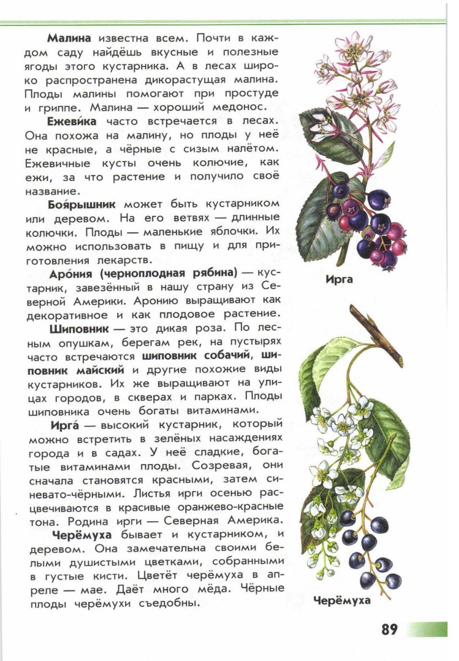 Атлас определитель от земли до неба кустарники